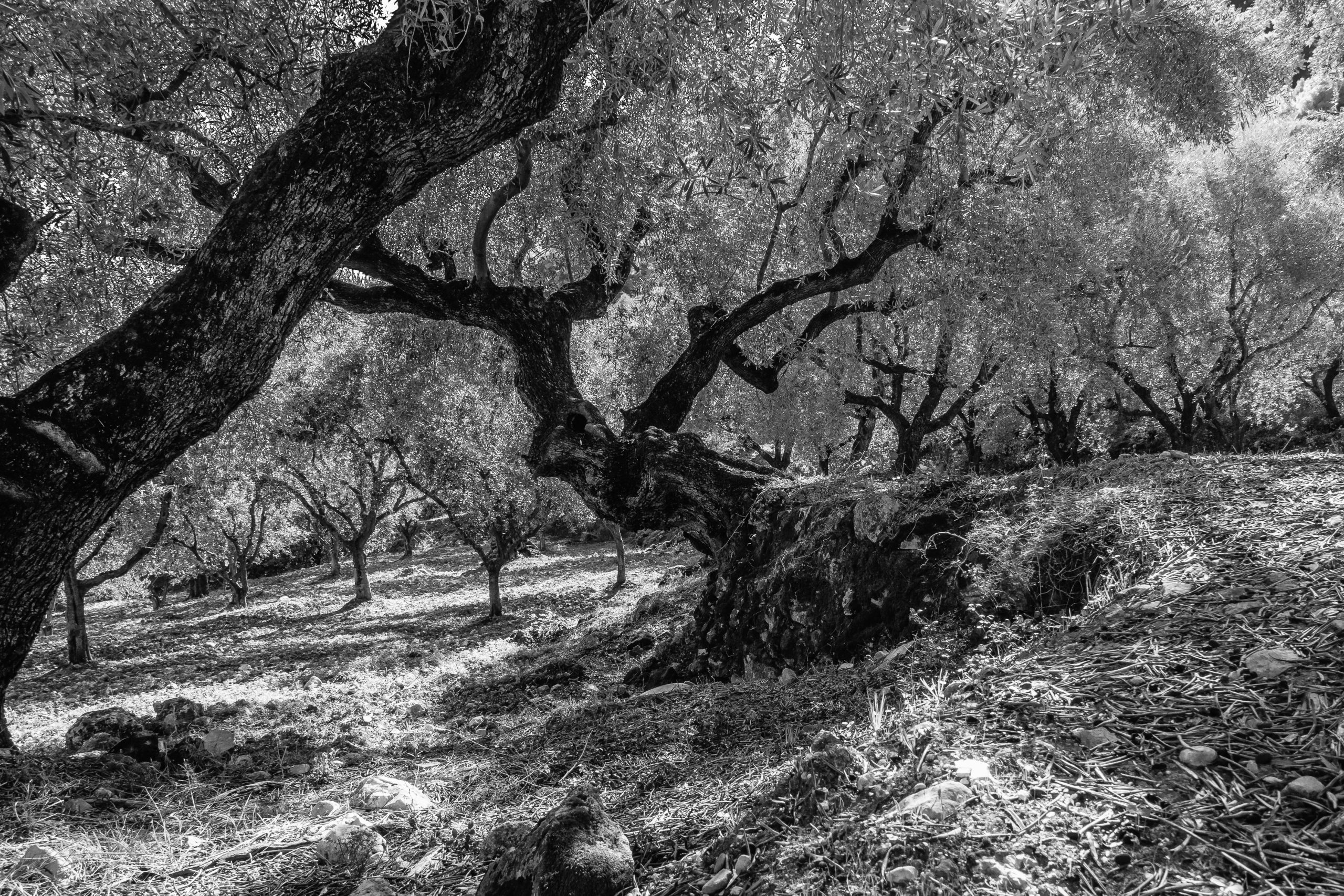 vieil arbre blog Nadia Touhami